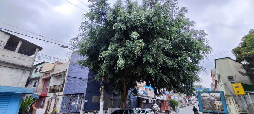 Árvore energizada causa riscos a moradores em Diadema; Veja vídeo