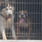 cães