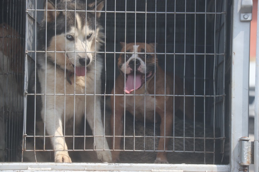 Ribeirão Pires inicia destinação de 64 cães salvos em canil clandestino