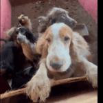 cães em cativeiro