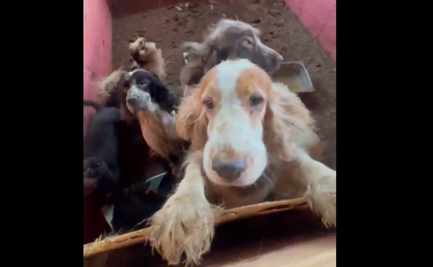 Equipe Ambiental de Ribeirão Pires flagra cativeiro clandestino com 51 cães