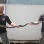 Serpente caninana