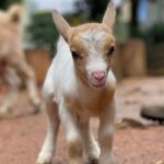 animais na Cidade das crianças