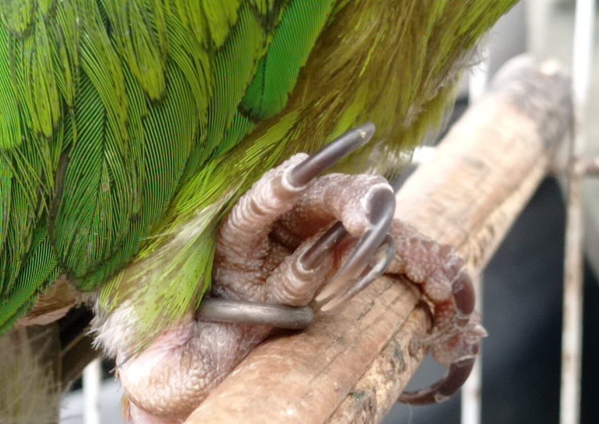 Equipe Ambiental de Ribeirão Pires resgata 15 pássaros de cativeiro ilegal
