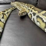 Cobra Piton