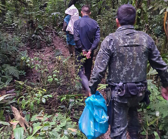 GCM Ambiental de São Bernardo interrompe extração ilegal de palmito