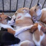 cachorros para adoção