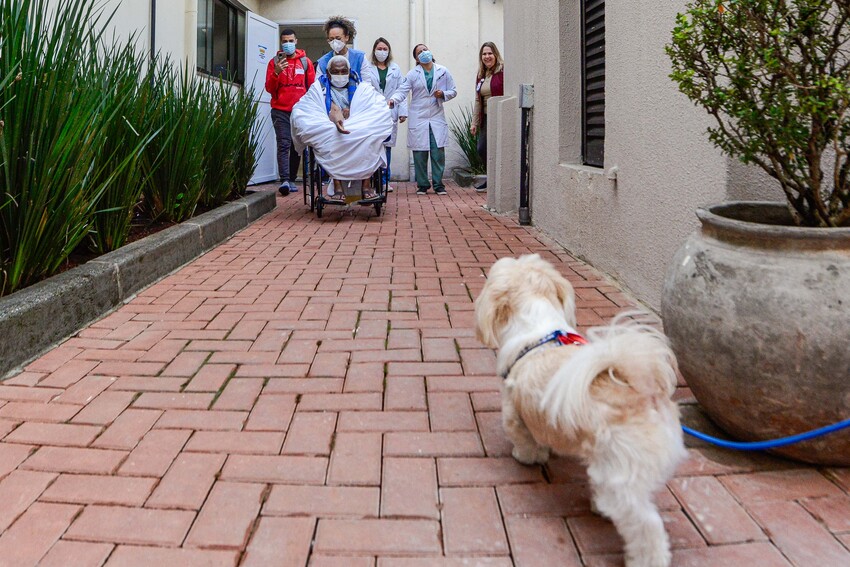 Cachorro em visita pet no Hospital Anchieta