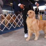 cão em exposição