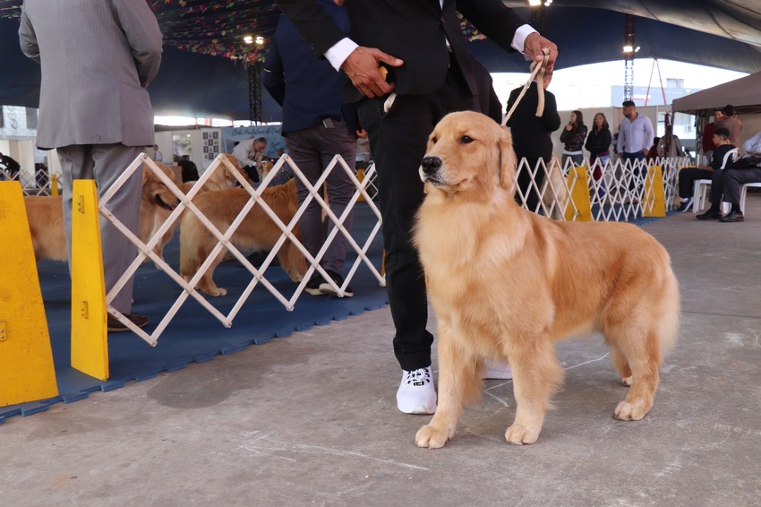 Expo Cães de Ribeirão Pires reúne 300 animais e termina neste domingo