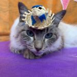 gatinho caipira