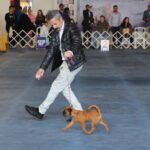 Competição de cães