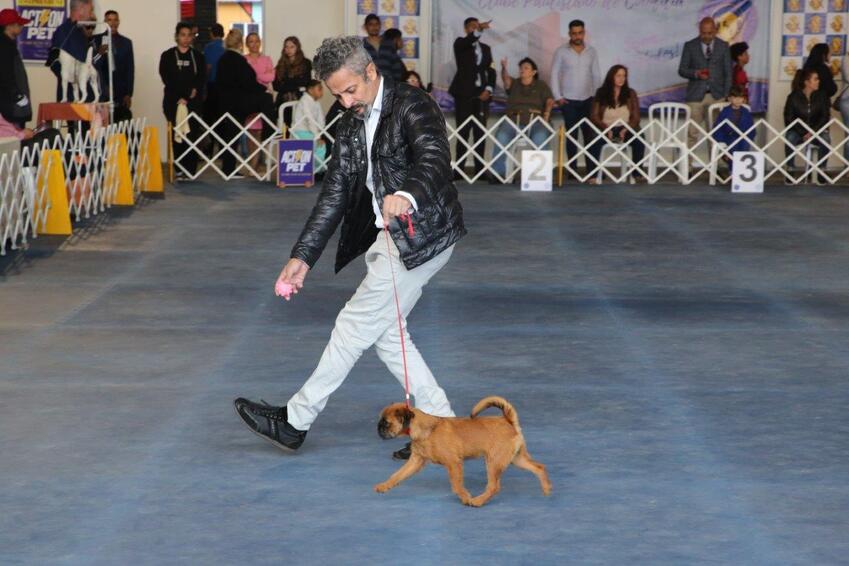 Exposição e competição de cães agitou Ribeirão Pires