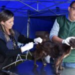 Vacinação de cachorro