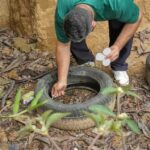 Combate à dengue
