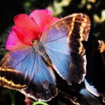 Borboleta