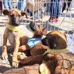 Cachorros