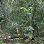 Parque do Estado