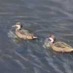 Patos