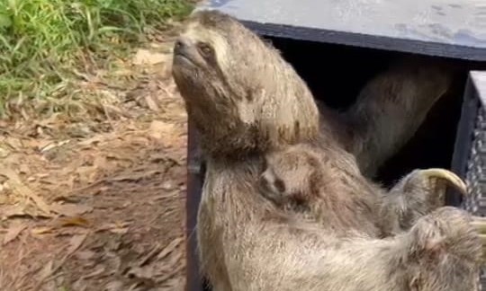 Em Sto.André, mãe e filhote de bicho-preguiça são resgatados; Veja vídeo