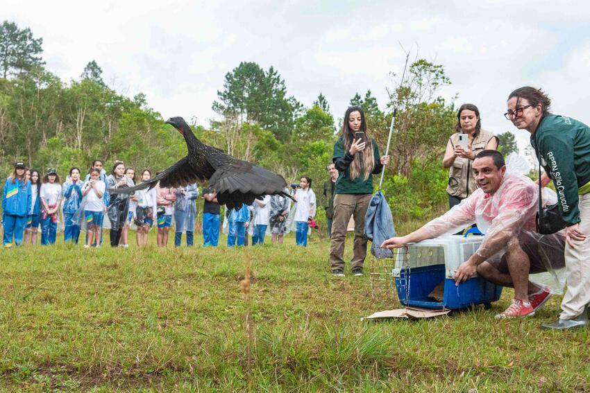 Zoológico de S.Bernardo solta cinco aves silvestres na região do Pós-Balsa