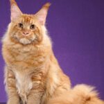 Gato exótico
