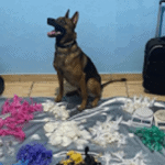 cão farejador da PM