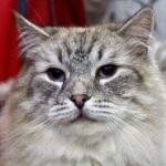 Gatos