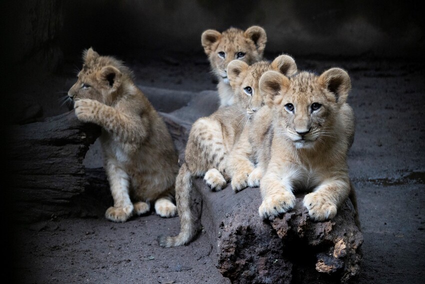 leões filhotes