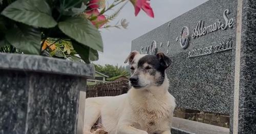 cachorro Branquinho no cemitério