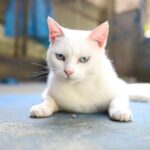 Gato Branco