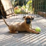 Cachorro brincando com bola