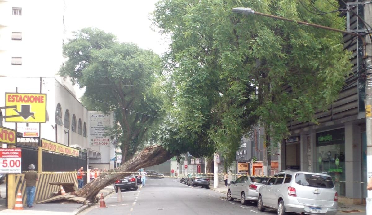 Árvore cai e moradores ficam sem energia em São Bernardo; Veja vídeo