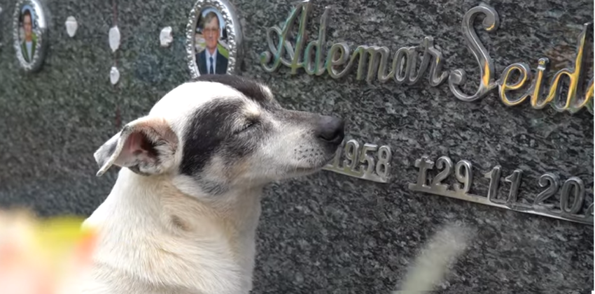 Cachorrinho visita túmulo do tutor todos os dias e história repercute no feriado