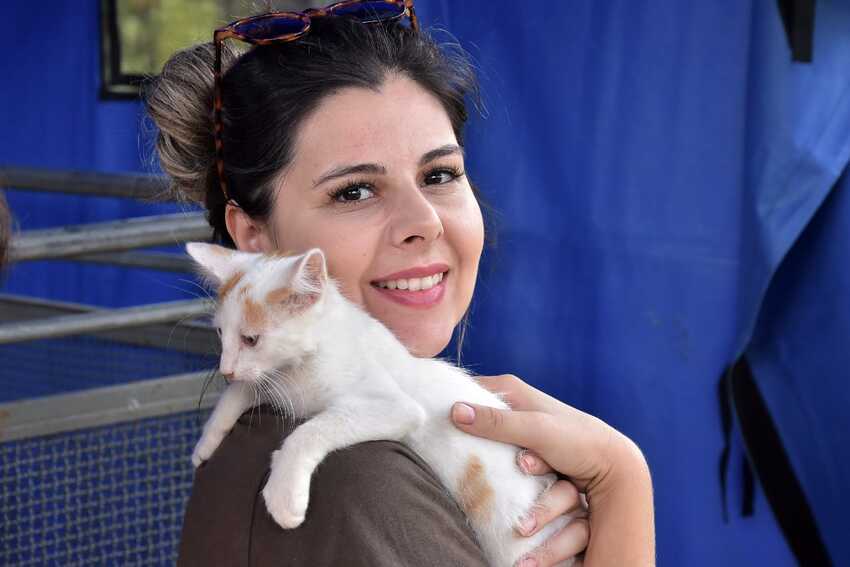 gatinho adotado