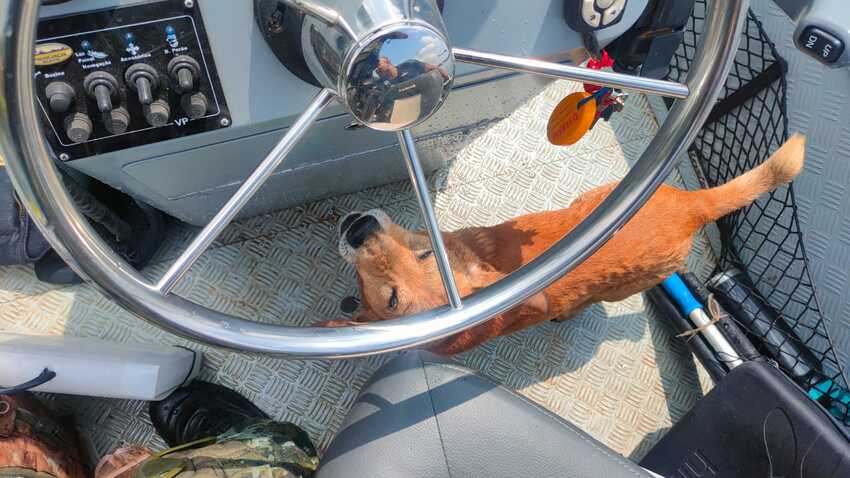 cão resgatado da Represa Billings