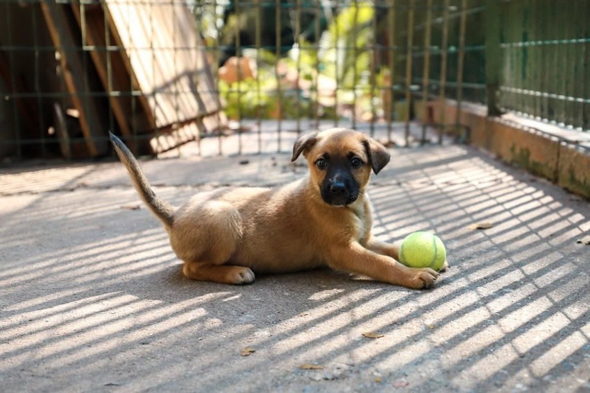 Filhote de cachorro