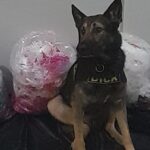 cão farejador
