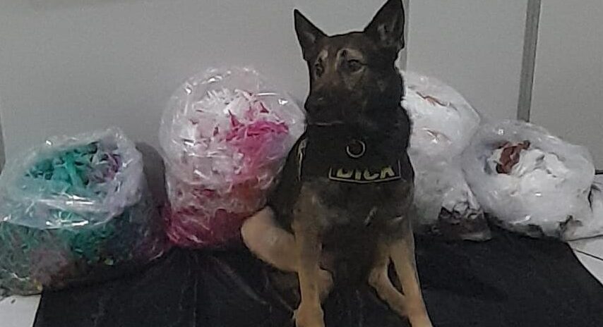 cão farejador