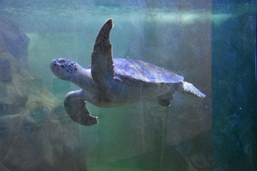 Tartaruga