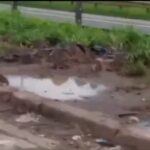 ratos na Anchieta