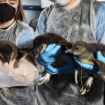 Filhotes de Pinguim