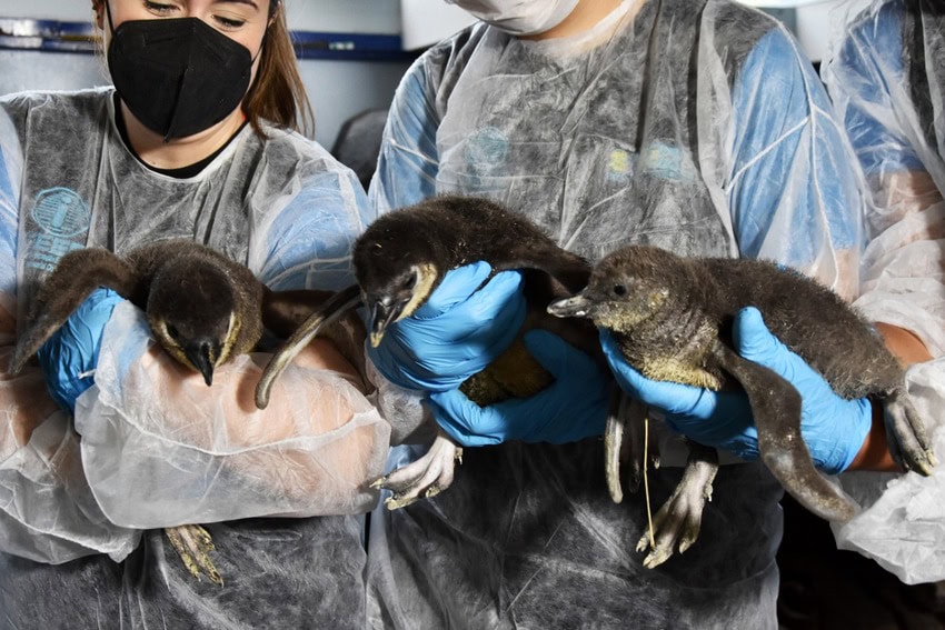 Filhotes de Pinguim