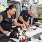 Atendimento veterinário pra cachorro
