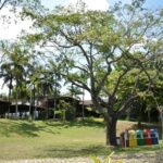 Parque