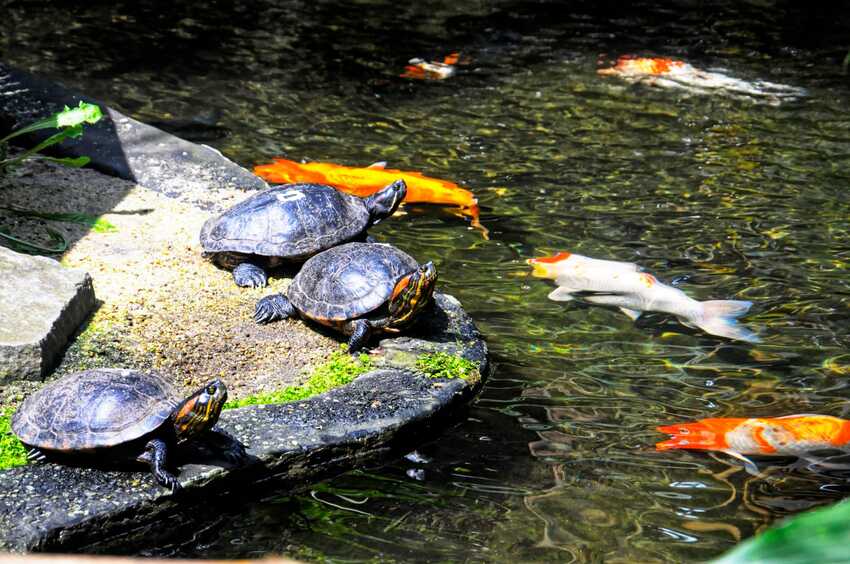 Tartarugas e peixes