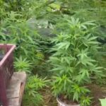 plantação de maconha
