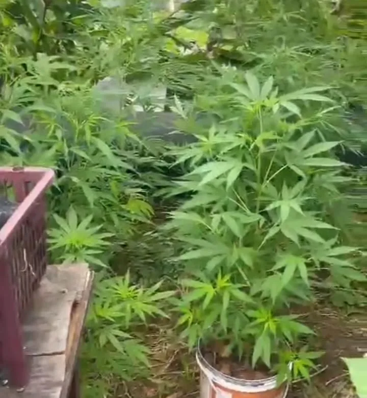 plantação de maconha