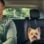 animal no Uber