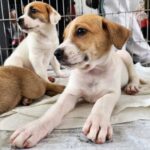 Cachorros